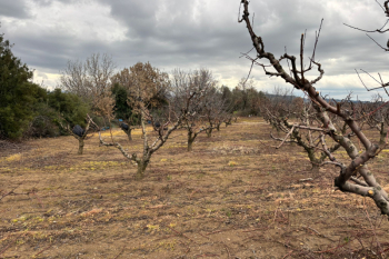 KANGIRLI 10749 m2 MEYVA BAHÇESİ